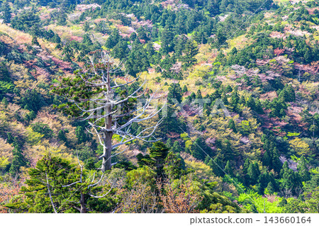 Spring in Yakushima: Mountain cherry blossoms and fresh greenery, viewed from Taiko-iwa Rock. Spring in Yakushima: Mountain cherry blossoms and fresh greenery, viewed from Taiko-iwa Rock. 143660164