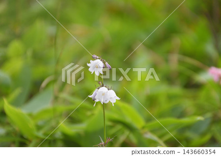 高山植物,白風鈴草(Campanula hakusanensis) 高山植物,白風鈴草(Campanula hakusanensis) 143660354