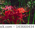 開花在森林裡的紅色簇孤挺花 143660434