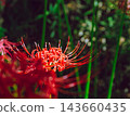 開花在森林裡的紅色簇孤挺花 143660435