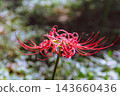 開花在森林裡的紅色簇孤挺花 143660436