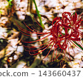 開花在森林裡的紅色簇孤挺花 143660437