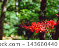 開花在森林裡的紅色簇孤挺花 143660440
