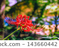 開花在森林裡的紅色簇孤挺花 143660442