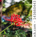 開花在森林裡的紅色簇孤挺花 143660443