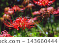 開花在森林裡的紅色簇孤挺花 143660444