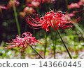 開花在森林裡的紅色簇孤挺花 143660445