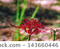 開花在森林裡的紅色簇孤挺花 143660446