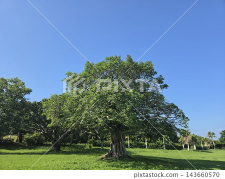 大草原和森林在初夏 大草原和森林在初夏 143660570