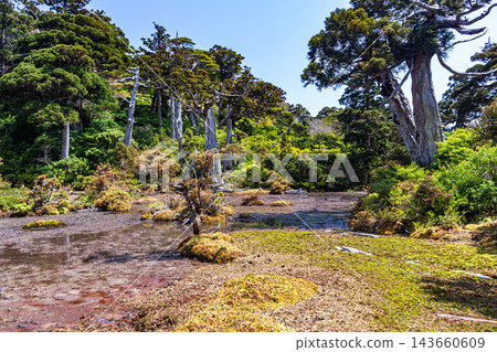 屋久島世界自然遺產：小花之江高海拔濕地（春季） 143660609