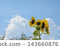 A cheerful sunflower that shines in the summer blue sky 143660876