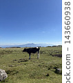 Cows grazing under a blue sky with beautiful mountains in the background. 143660938