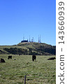 A landscape of Utsukushigahara Plateau in Nagano Prefecture: Cows grazing under a blue sky. 143660939