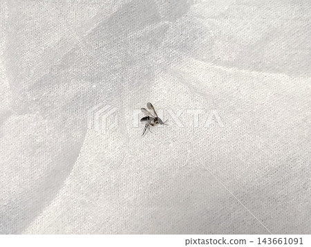 A photograph of a black fungus gnat taken from a distance. A photograph of a black fungus gnat taken from a distance. 143661091