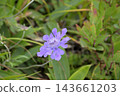 Purple scabiosa, a summer alpine plant 143661203