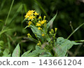 The yellow alpine plant, Solidago virgaurea 143661204