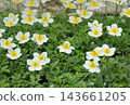 The white and yellow dwarf mountain avens are lovely, and they are a summer alpine plant. 143661205