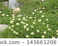 The white and yellow dwarf mountain avens are lovely, and they are a summer alpine plant. 143661206
