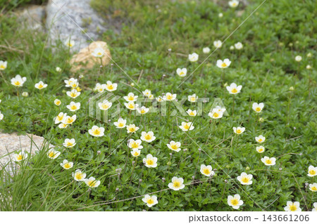 The white and yellow dwarf mountain avens are lovely, and they are a summer alpine plant. The white and yellow dwarf mountain avens are lovely, and they are a summer alpine plant. 143661206