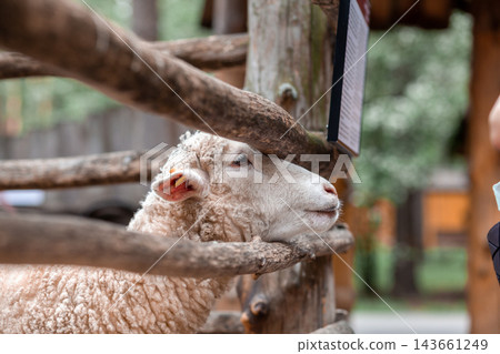 Sheep leans against a wooden fence at a petting zoo, with blurred trees and greenery visible in the background enhancing the natural environment Sheep leans against a wooden fence at a petting zoo, with blurred trees and greenery visible in the background enhancing the natural environment 143661249