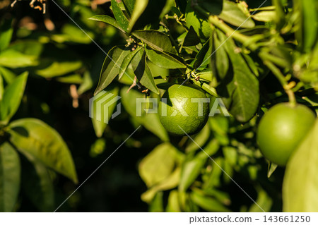 Unripe green citrus fruits hang from branching stems among glossy leaves, with warm sunlight highlighting the dense foliage of an outdoor tree Unripe green citrus fruits hang from branching stems among glossy leaves, with warm sunlight highlighting the dense foliage of an outdoor tree 143661250