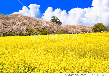 貢多路堤岸櫻花盛開，油菜花田環繞，景色壯麗。 143661323