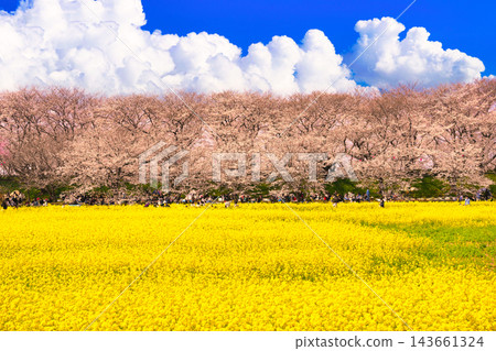 貢多路堤岸櫻花盛開，油菜花田環繞，景色壯麗。 143661324