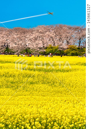 貢多路堤岸櫻花盛開，油菜花田環繞，景色壯麗。 143661327
