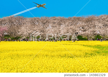 A spectacular view of the cherry blossom trees and rapeseed fields along Gongendo Embankment. A spectacular view of the cherry blossom trees and rapeseed fields along Gongendo Embankment. 143661329