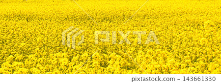 The spectacular view of the rapeseed fields at Gongendo Embankment The spectacular view of the rapeseed fields at Gongendo Embankment 143661330