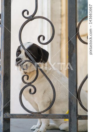 White dog with black facial markings sits behind a dark wrought iron gate, framed by curled metalwork and a pale residential doorway White dog with black facial markings sits behind a dark wrought iron gate, framed by curled metalwork and a pale residential doorway 143661667