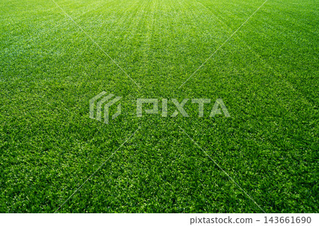 perspective view of full frame green grass texture background for sports field, lawn, and eco concept with copy space perspective view of full frame green grass texture background for sports field, lawn, and eco concept with copy space 143661690