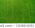 top view of full frame green grass texture background for sports field, lawn, and eco concept with copy space 143661691