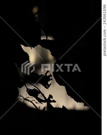 Dark overlapping leaves and slender branches create a natural frame around a softly illuminated pale background with strong silhouette contrast Dark overlapping leaves and slender branches create a natural frame around a softly illuminated pale background with strong silhouette contrast 143661896