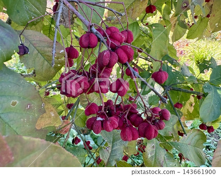 The vibrant spindle tree berries shine in the autumn sunlight. The vibrant spindle tree berries shine in the autumn sunlight. 143661900