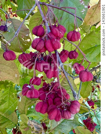 The vibrant spindle tree berries shine in the autumn sunlight. The vibrant spindle tree berries shine in the autumn sunlight. 143661901