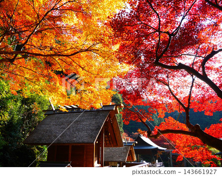 Maple of Hyuga Ojingu 143661927