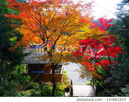 The thatched-roof shrine and bridge of Hyuga Grand Shrine 143661929