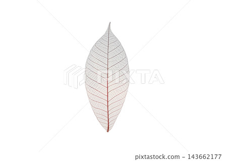Skeleton leaf reveals intricate patterns, isolated, PNG Skeleton leaf reveals intricate patterns, isolated, PNG 143662177