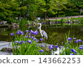 京都圓山公園：位於東山區的美麗公園。 143662253
