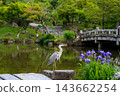 京都圓山公園：位於東山區的美麗公園。 143662254