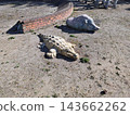 公園地面上放置的立體動物雕塑 143662262