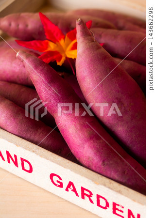 Autumn's Delicacy: Irregularly Shaped Sweet Potatoes Autumn's Delicacy: Irregularly Shaped Sweet Potatoes 143662298
