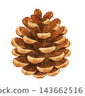 Color illustration of a pine cone [with transparent background] 143662516