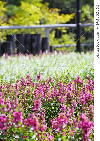 公園花壇裡盛開著粉紅色和白色的花朵，陽光透過樹葉灑下，構成了一幅清新的秋日景象。 143662553