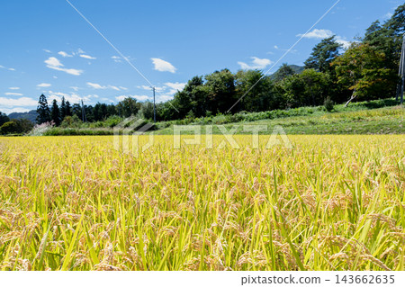 A rural landscape of rice paddies with ripening rice stalks. A rural landscape of rice paddies with ripening rice stalks. 143662635