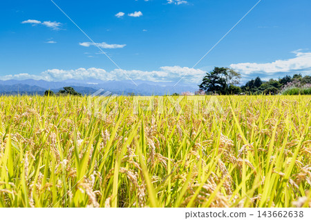A rural landscape of rice paddies with ripening rice stalks. A rural landscape of rice paddies with ripening rice stalks. 143662638