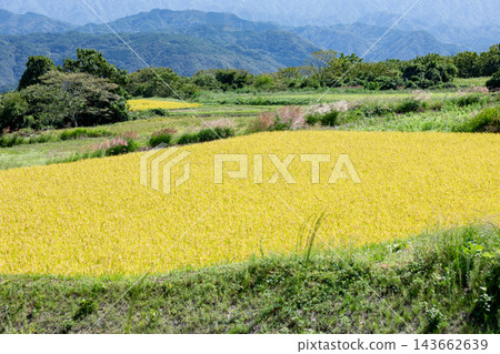 A rural landscape of rice paddies with ripening rice stalks. 143662639