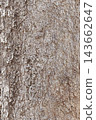close up of tree bark texture  143662647