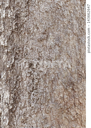 close up of tree bark texture close up of tree bark texture 143662647